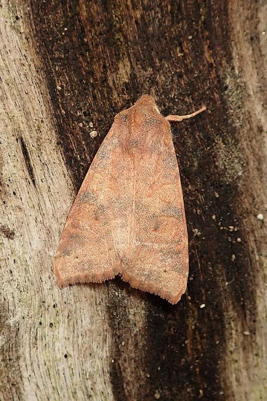 Helicoverpa armigera? No, Xanthia (Cirrhia) gilvago - Noctuidae